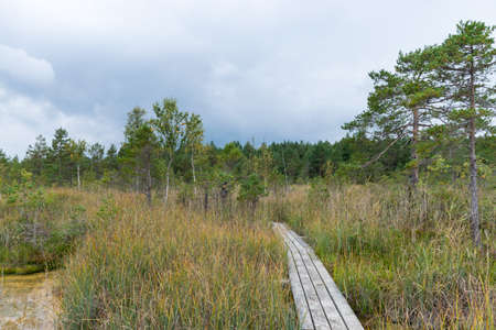 bog landscape with a wooden footbridge, traditional bog soil and vegetation, Raganu swamp, Latviaの写真素材
