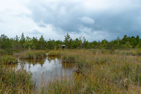 landscape with Sulfur Pond, which are water llamas formed on the periphery of a moss bog, they are supplemented and maintained by the inflow of water from hydrogen sulphide sources, Raganu swamp, Latviaの写真素材