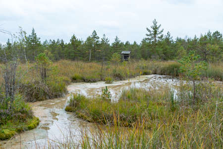 landscape with Sulfur Pond, which are water llamas formed on the periphery of a moss bog, they are supplemented and maintained by the inflow of water from hydrogen sulphide sources, Raganu swamp, Latviaの写真素材