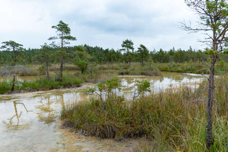 landscape with Sulfur Pond, which are water llamas formed on the periphery of a moss bog, they are supplemented and maintained by the inflow of water from hydrogen sulphide sources, Raganu swamp, Latviaの写真素材