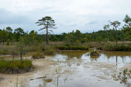 landscape with Sulfur Pond, which are water llamas formed on the periphery of a moss bog, they are supplemented and maintained by the inflow of water from hydrogen sulphide sources, Raganu swamp, Latviaの素材 [FY310176890488]