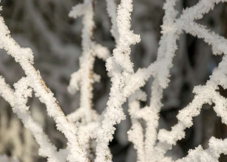 thick and white frost covers the trees on the river bank, close-up view of frosted branches, wonderful cold winter morningの写真素材