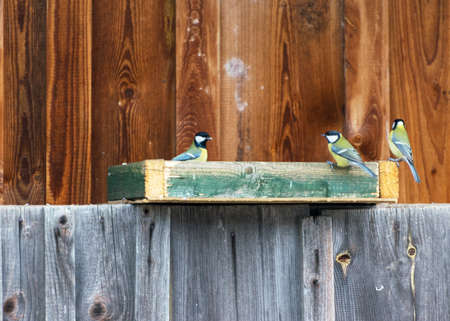 photography with pupils in a bird feeder in winter, help for birds with food in winter, bird watchingの写真素材