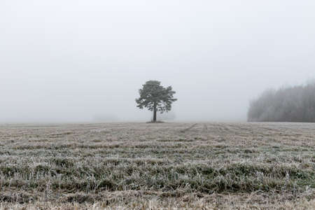 Foggy misty landscape, field in the morning mist, autumn landscape in the style of minimalismの写真素材