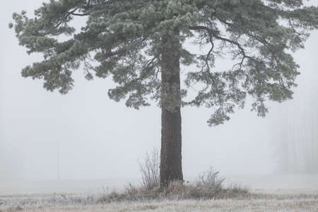 Foggy misty landscape, field in the morning mist, autumn landscape in the style of minimalismの写真素材
