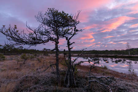 colorful sunrise over bog, dusk hour, dark swamp tree silhouettes, glorious sky, cold autumn...
