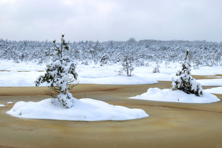 Swamp in winter, white winter landscape with snowy trees, thick snow covering tree branches and land, partially unfrozen swamp lakes, great wild landscape, beautiful landscape during winterの写真素材