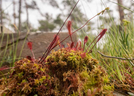 traditional bog vegetation background, bog grass, plants, water, moss, summer in the bog