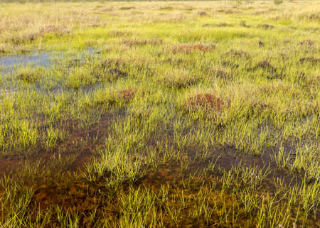 traditional bog vegetation background, bog grass, plants, water, moss, summer in the bog