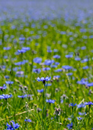 sunny summer landscape with blue cornflower field, wallpapers, cornflower flower backgroundの写真素材