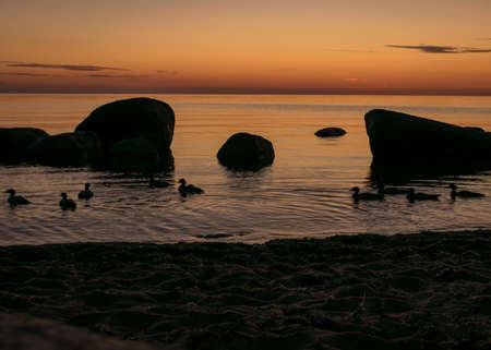 orange sunset by the sea, black stone and bird silhouettes against the sea background, summer eveningの写真素材