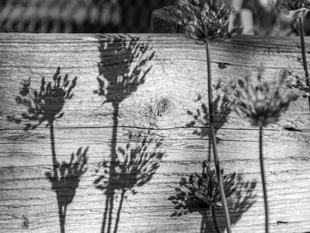 abstract black and white picture with flowers, pronounced shadows on the surface