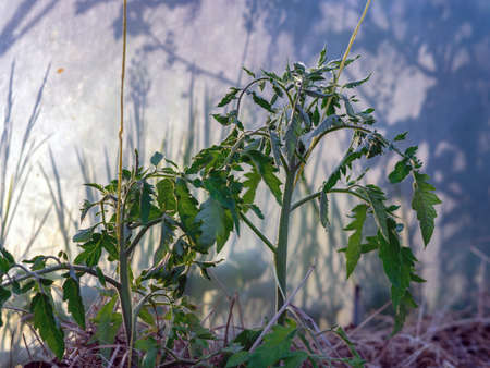 photo with tomato seedlings in a greenhouse