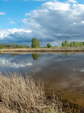 nice calm scene of beautiful sky with cumulus clouds reflection on the lake, in the foreground last year's dry reed stalksの写真素材