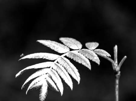 abstract black and white picture with mountain ash leafの写真素材