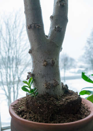 picture with a fine tree trunk and new green plants next to itの写真素材