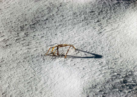 abstract snow texture, land covered with snow, dry grass and shadows on a snow background, winterの写真素材