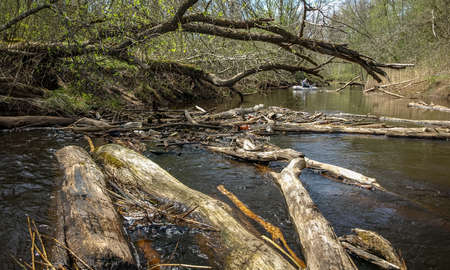 landscape with a small wild river bank, fallen tree trunks crossing the river, first spring...