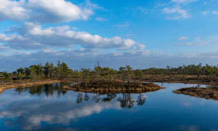 Still water with trees in the swamp land of Kemeri National Park in Latvia, on a clear sunny late spring afternoonの写真素材