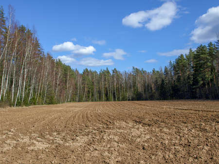 early spring landscape, forest in the background, field in the foreground, bright blue skyの写真素材
