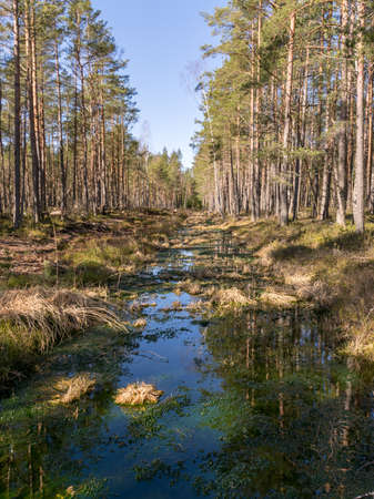 beautiful bog landscape in spring, bog pine and bog plant backgroundの写真素材