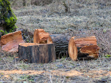 picture with thick wooden blocks, trees in bright orange colorの写真素材