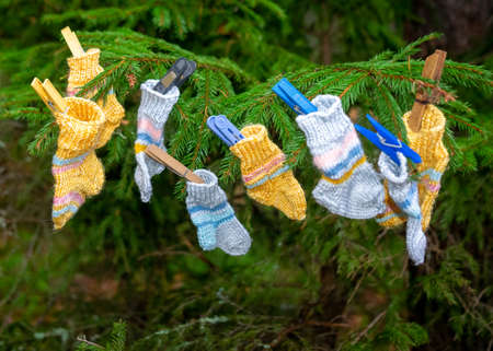 photography with knitted socks, socks hanging on spruce branches, handicraft concept, knitting as a hobby, a good way to spend free time is handicraftsの写真素材