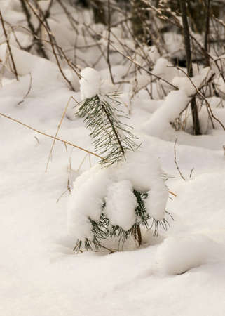 close-up view of snowy plants, snow texture, white, snowy ground, winterの写真素材