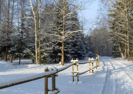 Winter landscape with snowy trees, white road, snowy wooden fence on the side of the road, the magic of winterの写真素材