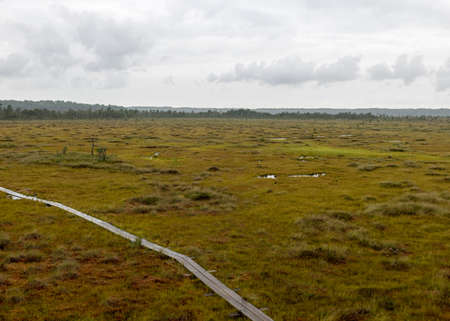 traditional bog landscape with wet trees, grass and bog moss during rain, pedestrian wooden...