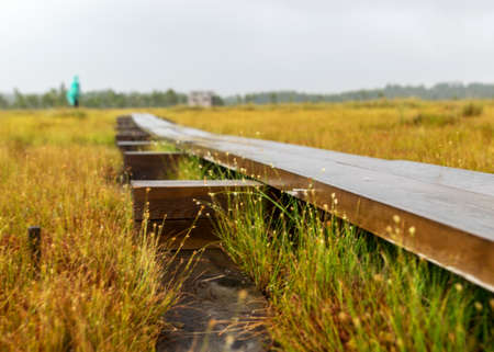 Rainy and gloomy day in the swamp, wooden bridge over the swamp ditch, blurred swamp grass and moss in the foreground, foggy and rainy background, autumnの写真素材