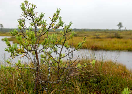 Rainy and gloomy day in the bog, traditional bog landscape with wet trees, grass and bog moss, foggy...
