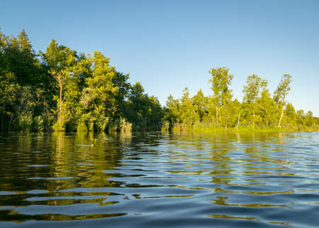 beautiful view of the green shore of the lake on a sunny summer day, reflections in the calm lake...