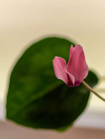 blurry pink alpine violet flower, green leaves and fuzzy backgroundの写真素材