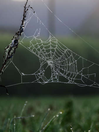 photo with plants wrapped in a spider web, beautiful morning dewの写真素材