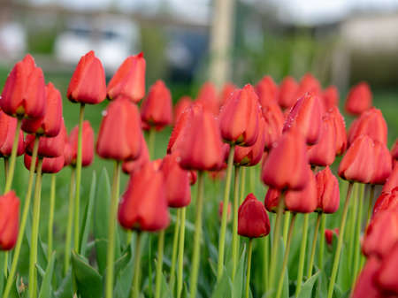 landscape with bright red tulips in the garden after the rainの写真素材