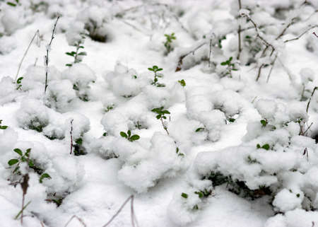 sunny and cold weather, perfect snow conditions, small bog pines under the snow, winter wonderland in the bog, powdery snow covers the bog plantsの写真素材