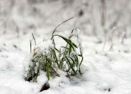 sunny and cold weather, perfect snow conditions, small bog pines under the snow, winter wonderland...