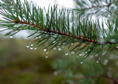 wet pine needles, rain drops fallen into needles, blurred background, rainy weather, autumnの写真素材