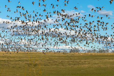 A herd of surprised geese leaving the field during spring / autumn migration, geese flying over the...