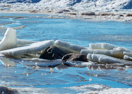 winter landscape by the sea, ice pieces of different sizes, winter