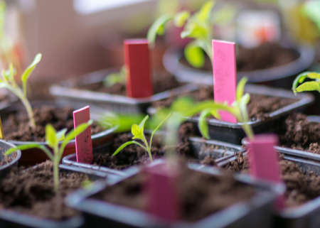 photography with fragments of small green plants in black plastic boxes and colored markers, plant growing hobby, blurred backgroundの写真素材