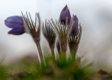 Purple Pulsatilla flowers close-up, beautiful bokeh, beautiful blooming pasque flower, spring colorful flower in the forest, large-flowered Passerine - Pulsatilla grandis.の写真素材