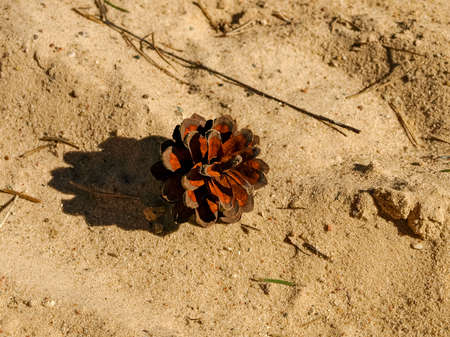 beautiful pine cone on a gray ground background, sand texture