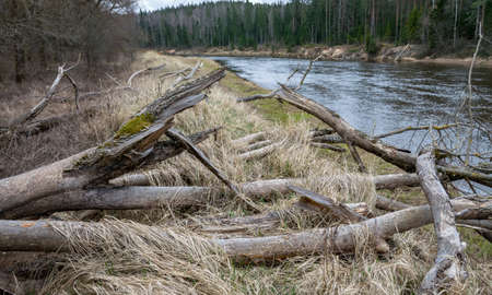 view of the river in early spring day, withered branches and old dry grass cover the river banksの写真素材