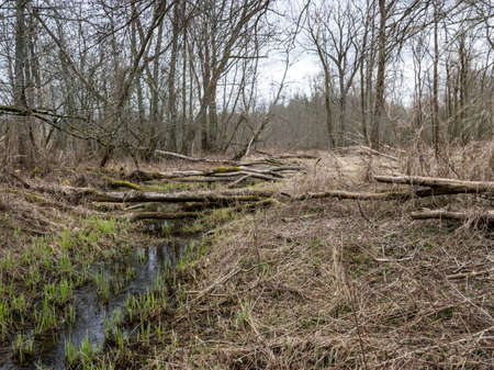 wild landscape, old trees, dirty pond, old dry grass, cloudy weather, Gauja estuary, Latvia