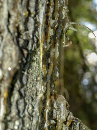 a drop of resin on a dried tree of gray color, resin flows from a damaged tree fresh drops, wood resin flowing from spruceの写真素材
