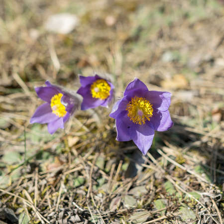 Beautiful purple fluffy flower Pulsatilla patens, pulsatilla patens in the spring forest. Europe,...