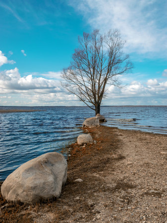 lonely tree and stones in the lake, wind and waves crash against the lake shore, windy spring dayの写真素材
