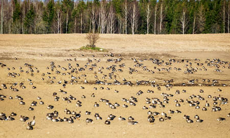 Agricultural field as place of stop-overs, geese make long stops in process of migration to replenish energy resources, spring migrations of birds, Burtnieki, Latvijaの写真素材
